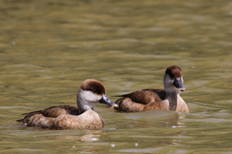 Red-crested pochard